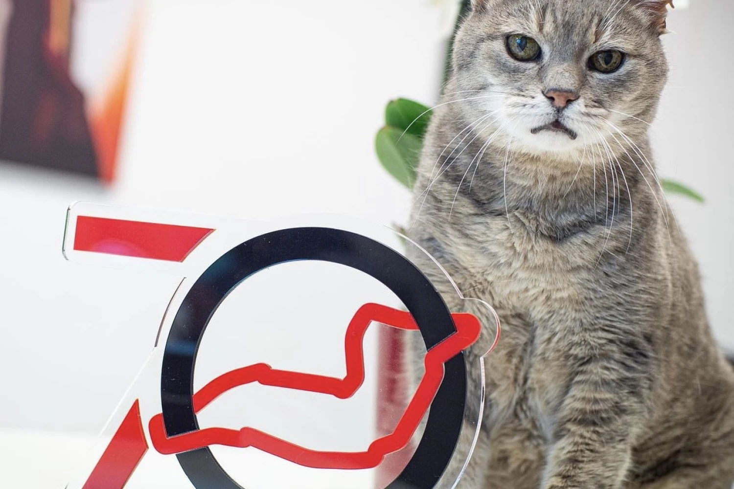 Formulino, le célèbre chat d&rsquo;Imola est décédé
